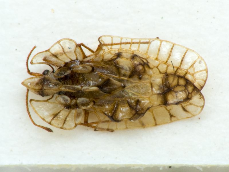 Galeatus sinuatus (Herrich-Schäffer, 1838)